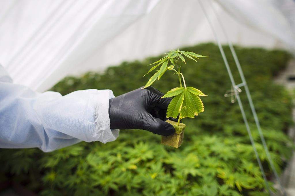 The root system from a cannabis cutting is photographed at the CannTrust Niagara Greenhouse Facility in this file image.