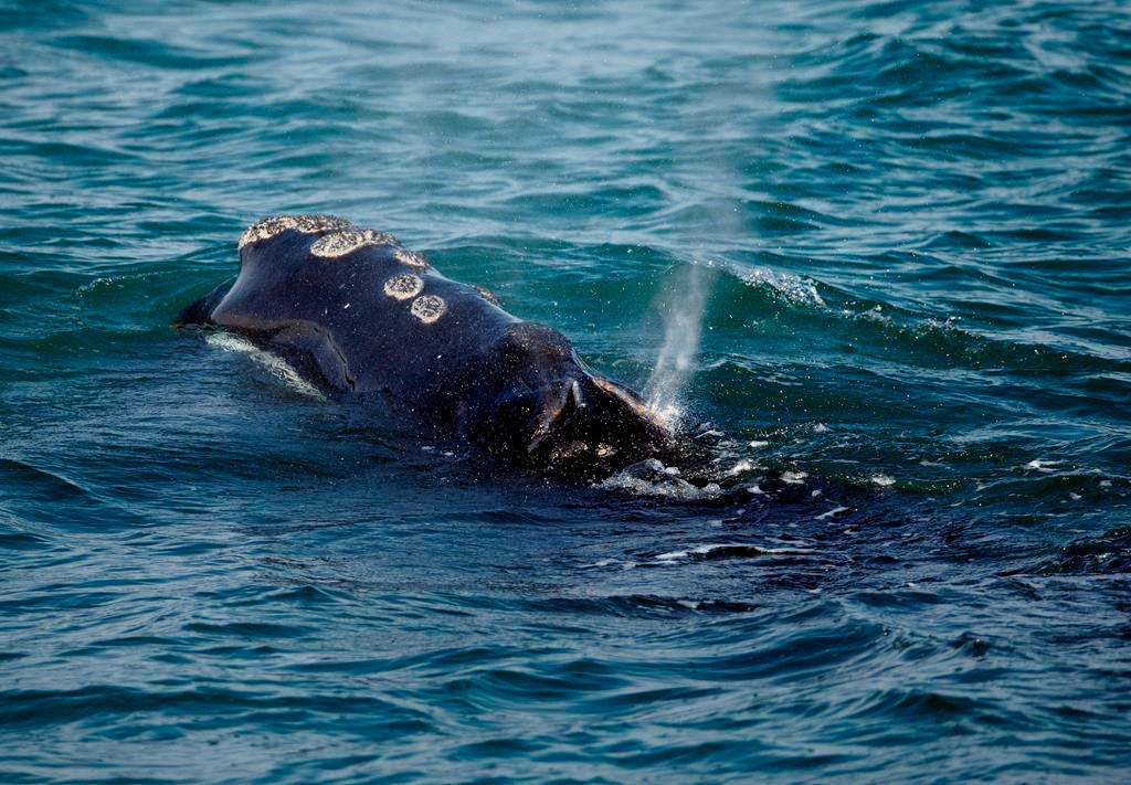 ‘Find some good solutions’: governments, experts, fishermen prepare for 2020 right whale regulations - image