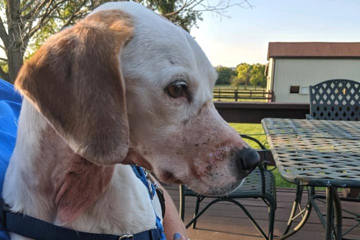 The Butler County Sheriff's Office investigated a potential animal cruelty case involving this dog, named Dani.