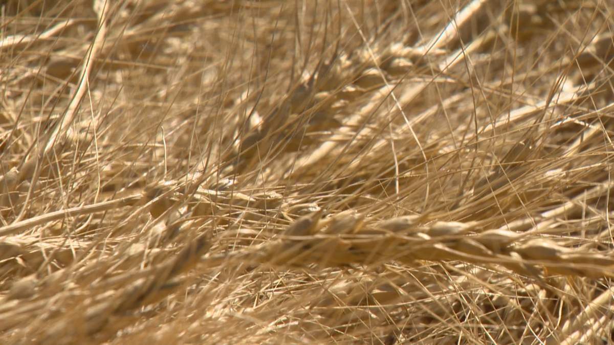 The federal and Saskatchewan governments jointly announced $9.1 million in funding on Tuesday for new crop-related research in the province.