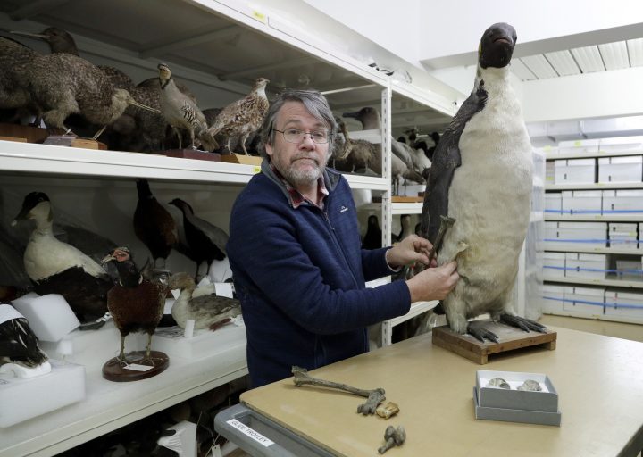 Dr. Paul Scofield, senior curator natural history at Canterbury Museum, holds the fossil, a tibiotarsus, top, next to a similar bone of an emperor penguin in Christchurch, New Zealand, Wednesday, Aug. 14, 2019.