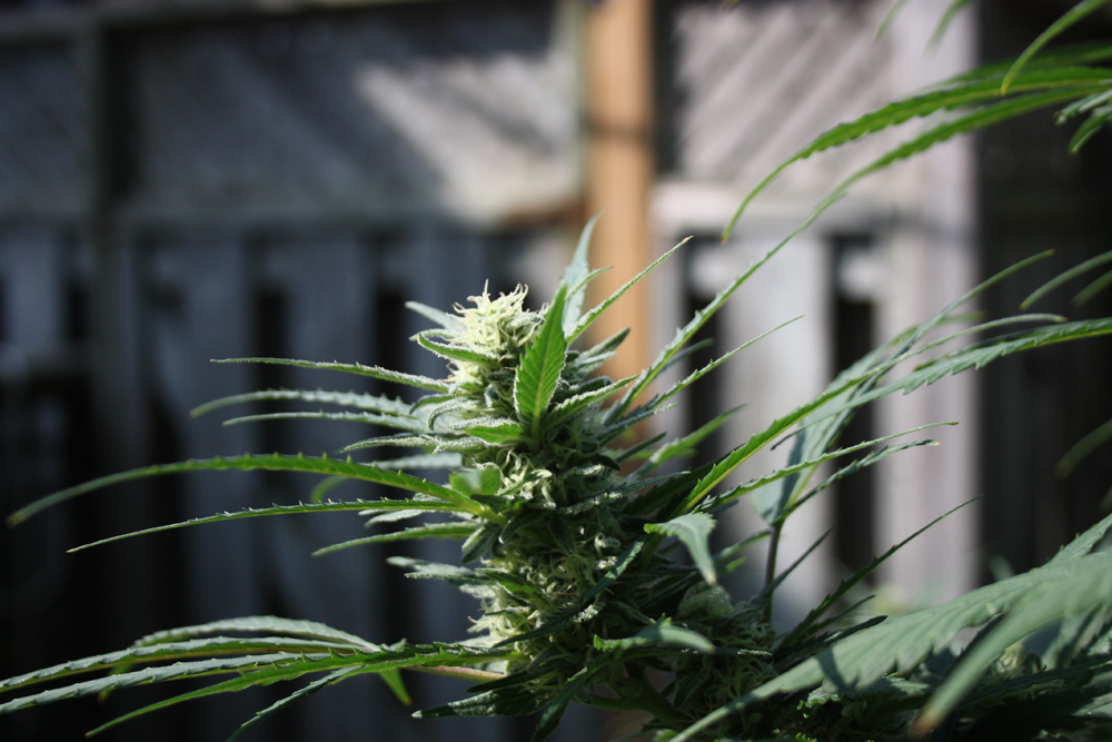 A Lindsay man is accused of stealing three homegrown cannabis plants from properties in Lindsay.