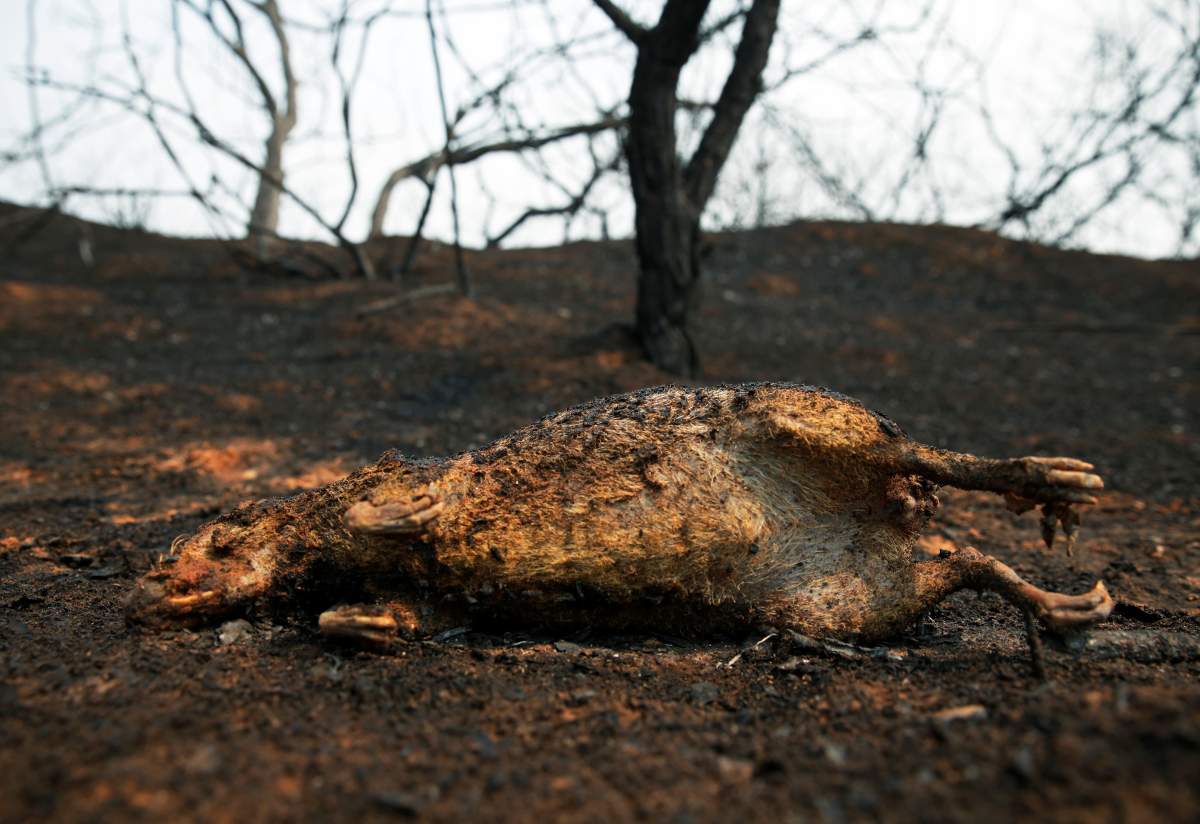 The charred remains of a burnt lowland paca is seen in the areas where wildfires have destroyed hectares of forest in Suarez Arana, Charagua, Bolivia, August 31, 2019. REUTERS/David Mercado