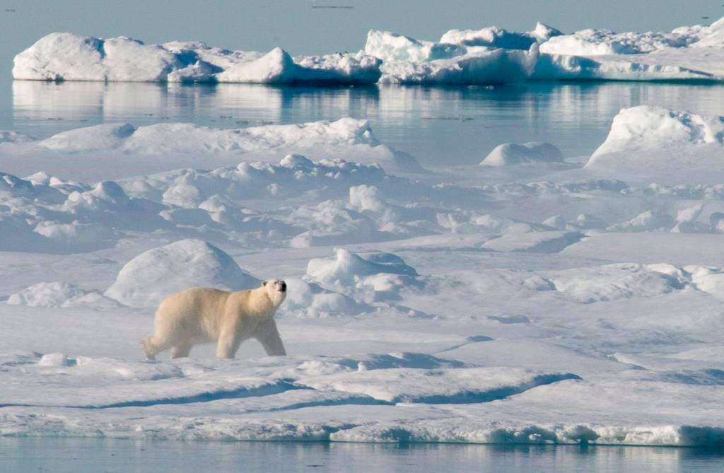 A polar bear stands on an ice floe in Baffin Bay above the Arctic circle, as seen from the Canadian Coast Guard icebreaker Louis S. St-Laurent.
