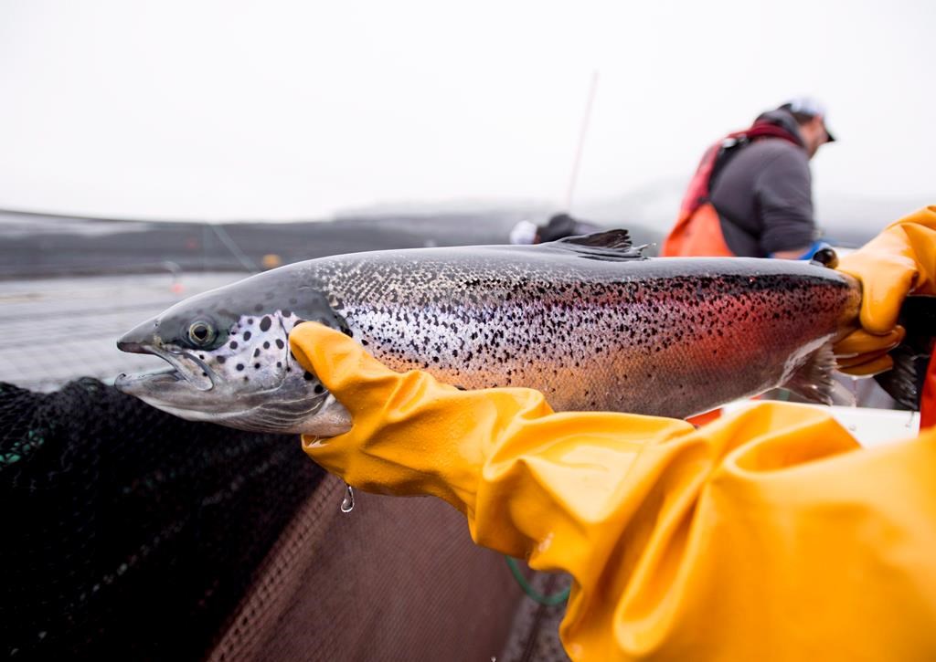 An Atlantic salmon is seen during a Department of Fisheries and Oceans fish health audit at the Okisollo fish farm near Campbell River, B.C.