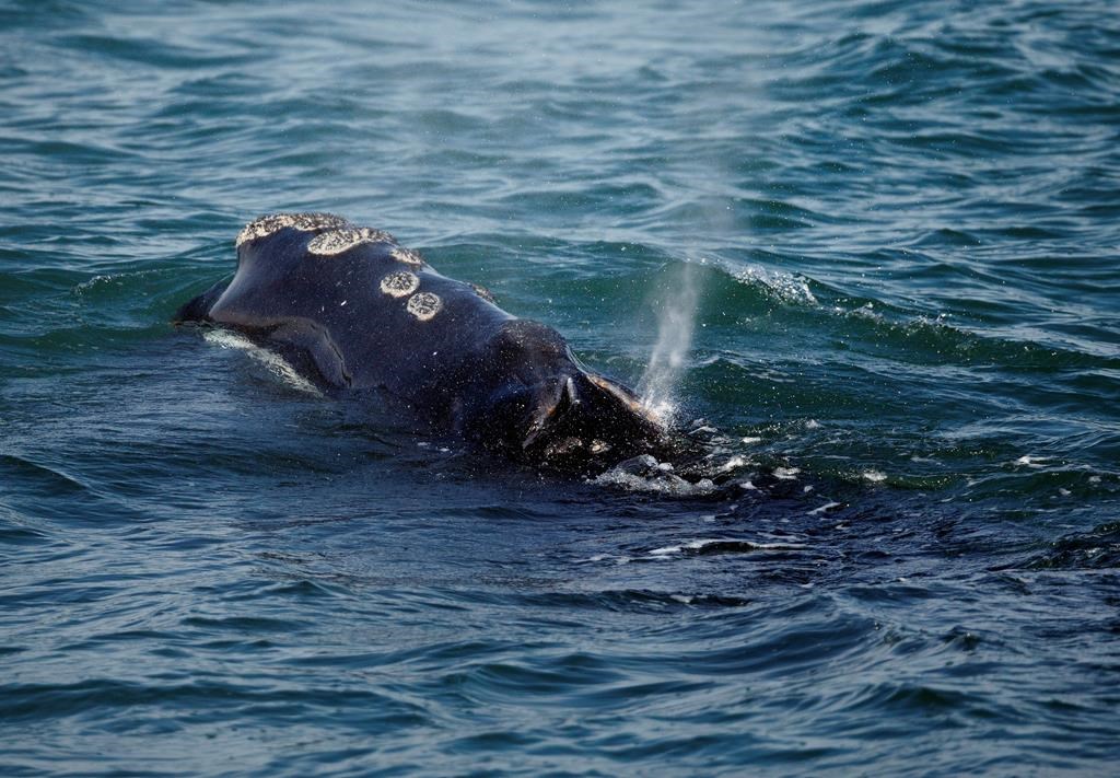 A North Atlantic right whale feeds on the surface of Cape Cod bay off the coast of Plymouth, Mass., Wednesday, March 28, 2018. Massachusetts' attorney general is calling for political leaders in eastern North America to commit to stronger protections of critically endangered North Atlantic right whales.