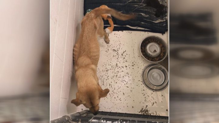 One of the emaciated dogs seized by Animal Protection Services of Saskatchewan.