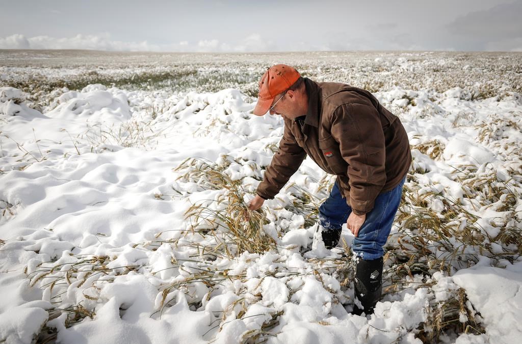 Farmer David Reid checks on his wheat crop after a weekend of snowy weather near Cremona, Alta., Monday, Sept. 30, 2019. Some areas of southern Alberta have received over 60 cm of snow since last Friday. THE CANADIAN PRESS/Jeff McIntosh