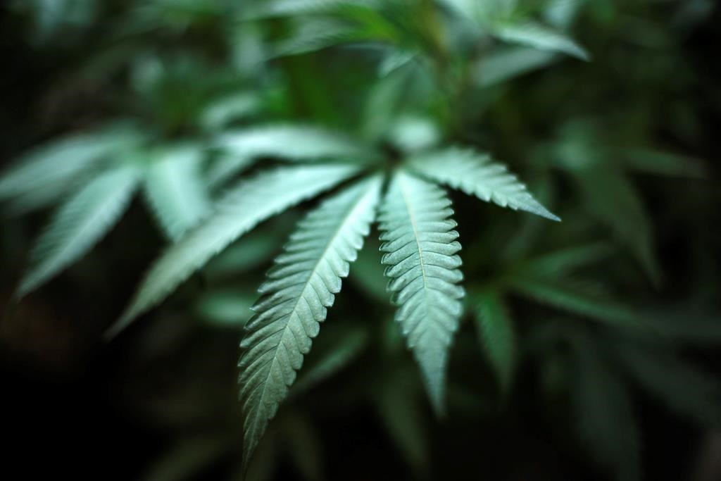 FILE - This Aug. 15, 2019 file photo shows a marijuana plant in an indoor cannabis farm in Gardena, Calif.
