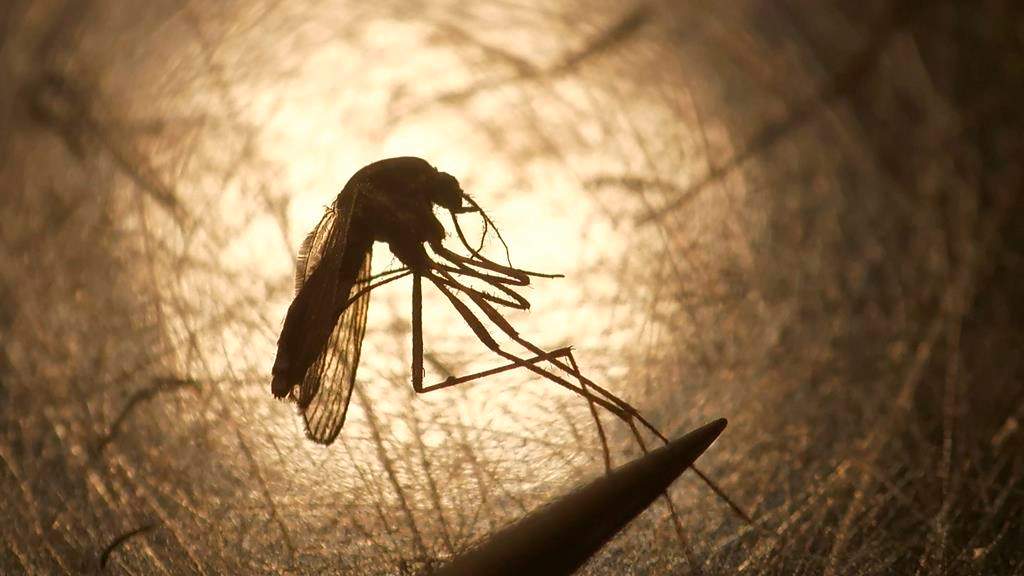Researchers say the novel coronavirus cannot be transmitted by mosquitoes.