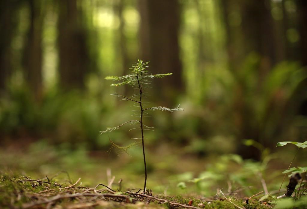 File photo of a fir sapling.