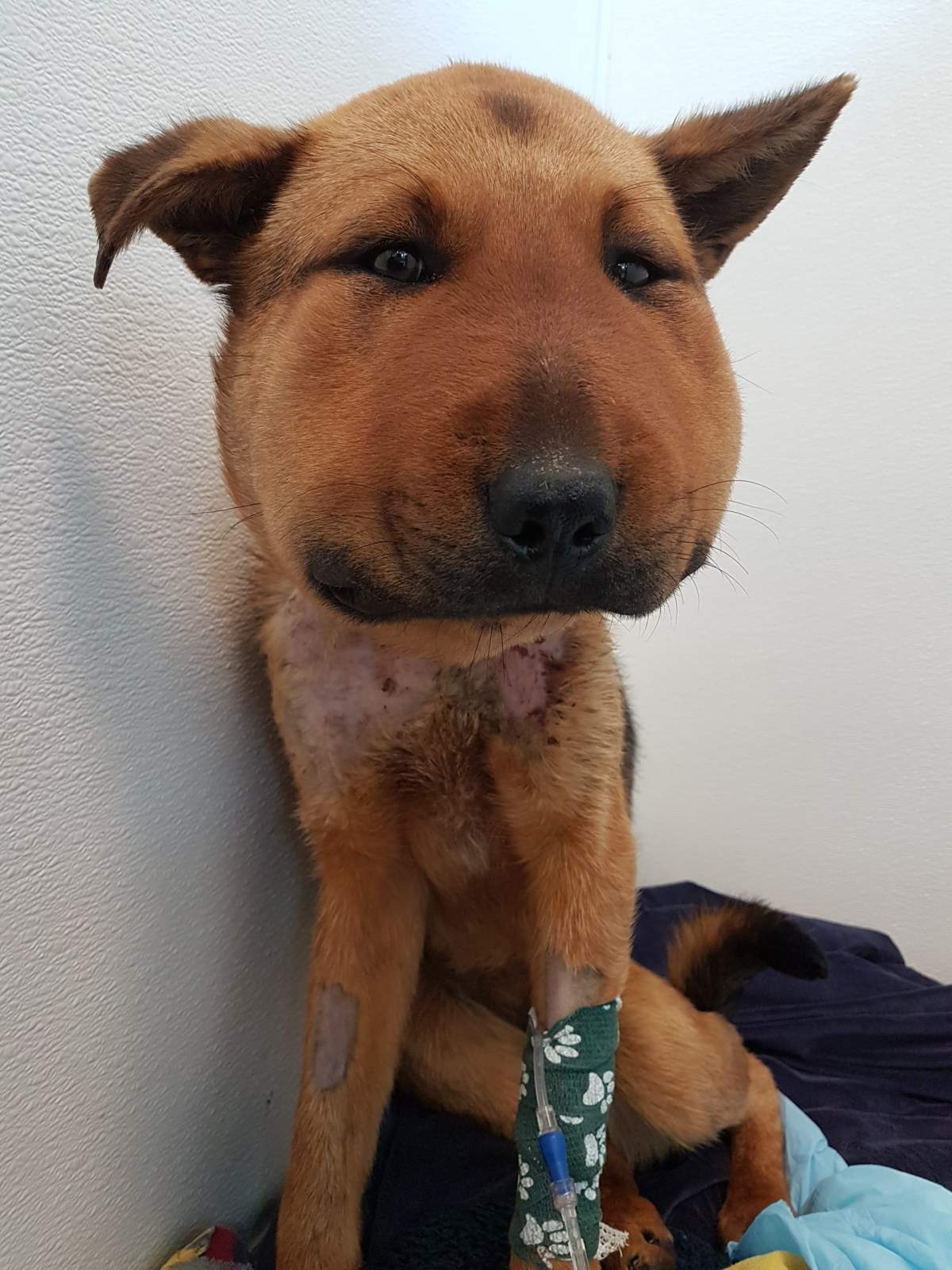 BC SPCA