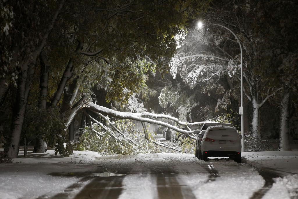 An early winter storm with heavy wet snow caused fallen trees, many on cars, and power lines in Winnipeg early Friday morning, October 11, 2019. Snow clearing crews were forced to hit the streets to clean up the damage. THE CANADIAN PRESS/John Woods.