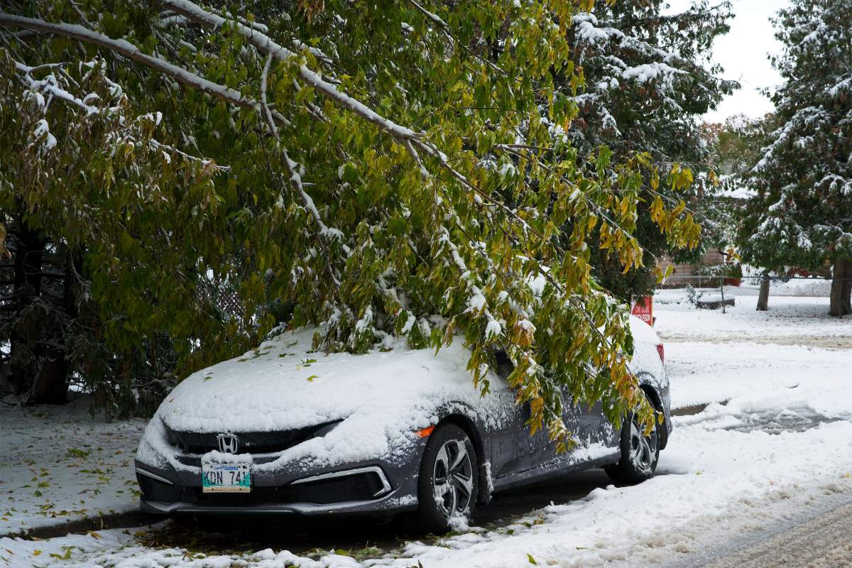 A tree fallen onto a car in St. James.
