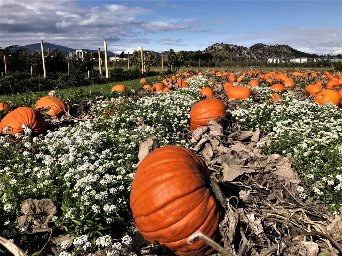 Generic shot of a pumpkin patch. File/Global News.
