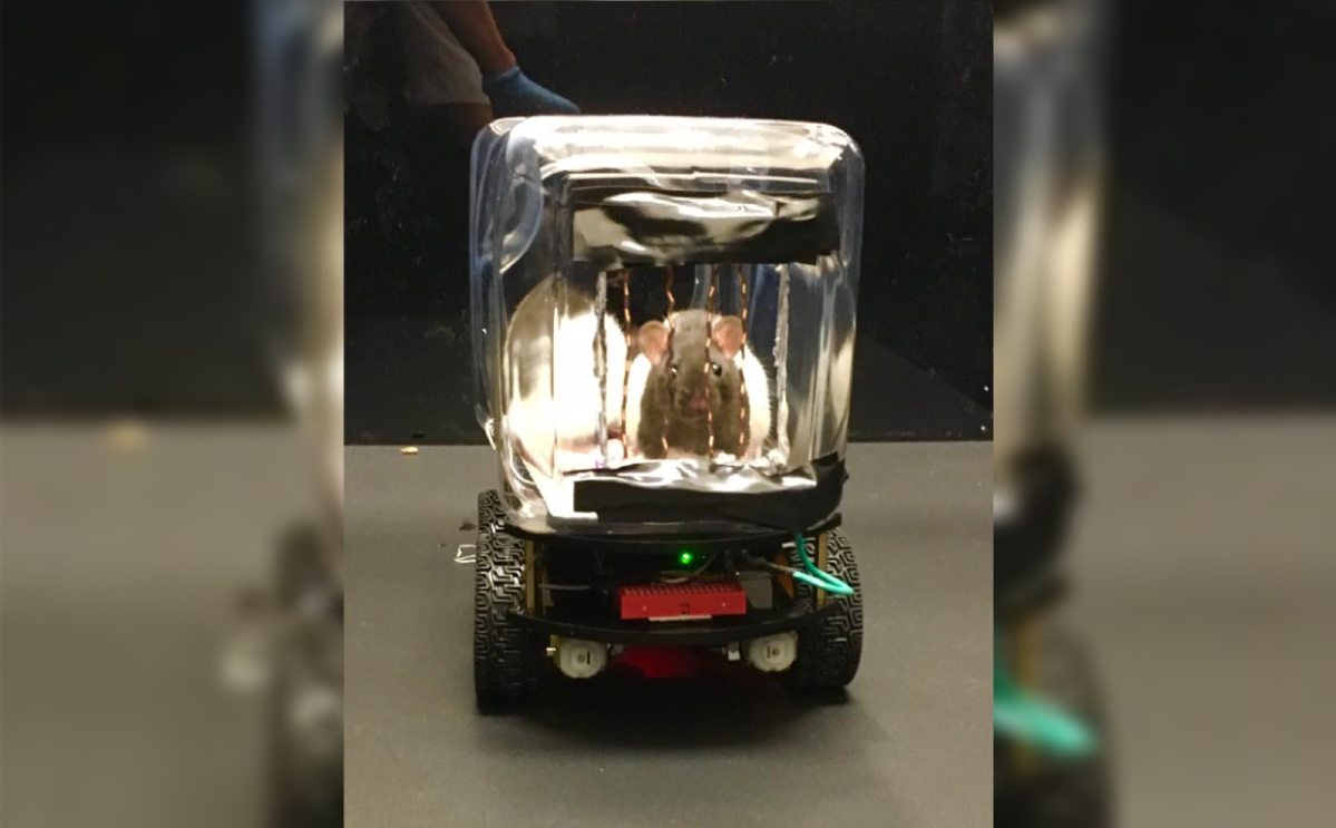 The rats were taught to direct the cars by touching a left, middle or right copper wire.