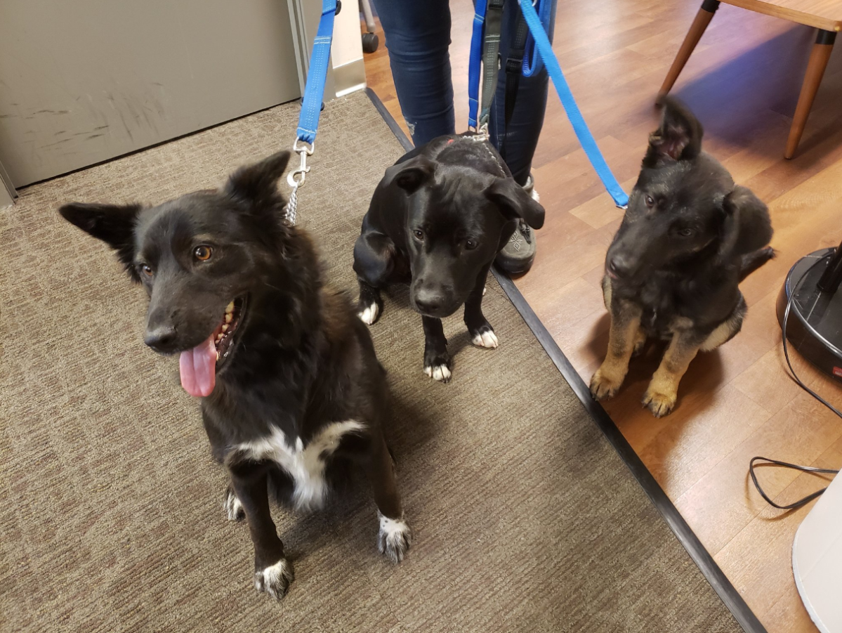 Zeta joined Global News Morning along with some her friends for Adopt A Pal.