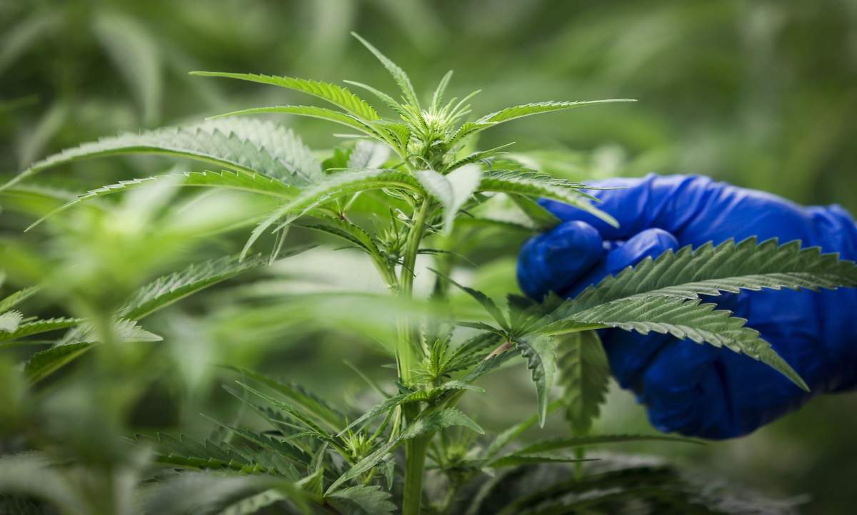 Quebec police executed multiple raids on Tuesday morning as part of an investigation into an allegedly unauthorized cannabis operation.