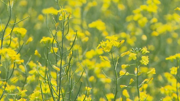 canola