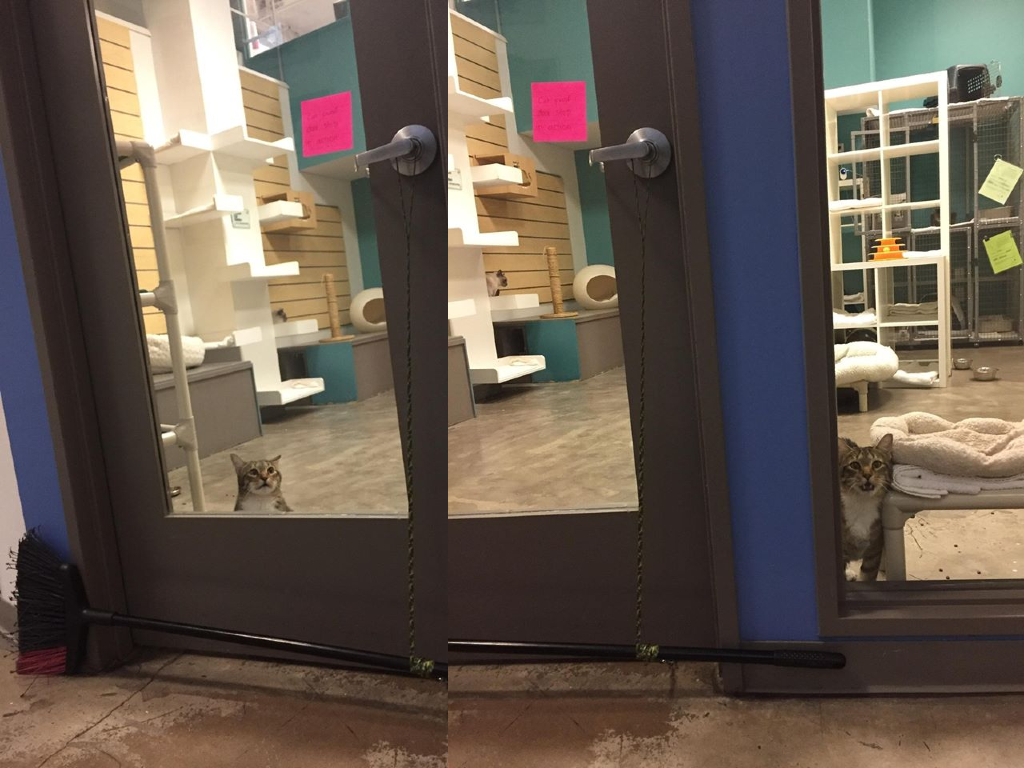 Quilty the cat had to be confined to the lobby after repeatedly jail-breaking his feline friends at a Texas animal rescue centre.
