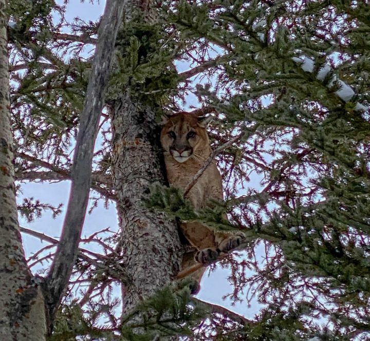 A cougar visited Yamnuska Wolfdog Sanctuary in Cochrane on Thursday, Nov. 21, 2019.