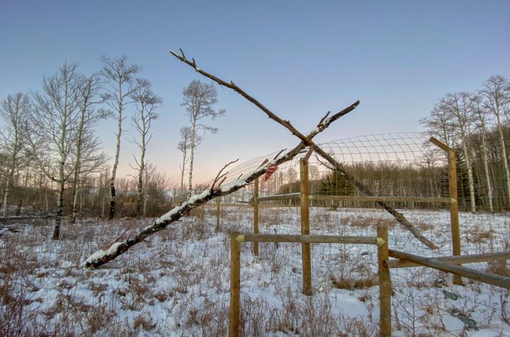 The Yamnuska Wolfdog Sanctuary leaned trees against the fence so the cougar could climb out of the enclosure.