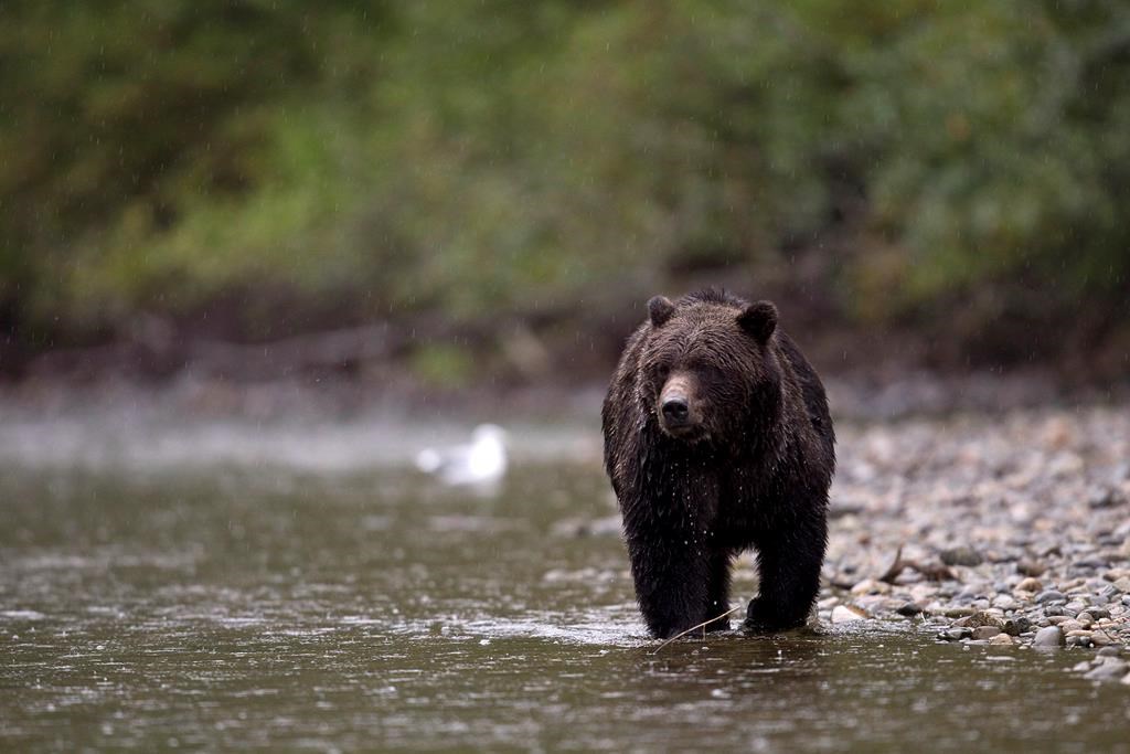 A grizzly bear is seen fishing for a salmon along the Atnarko river in Tweedsmuir Provincial Park near Bella Coola, B.C. Saturday, Sept 11, 2010. THE CANADIAN PRESS/Jonathan Hayward