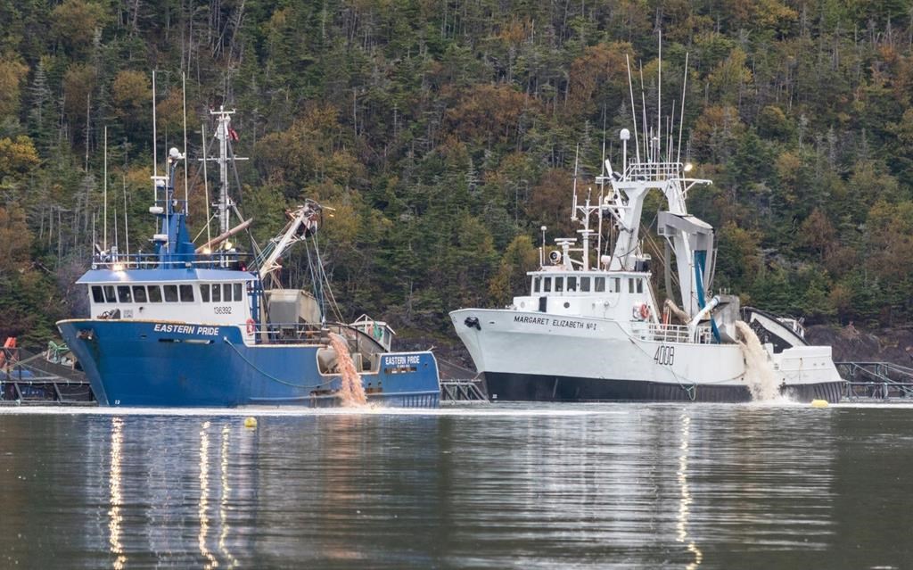 Pink residue is disposed into Fortune Bay in southern Newfoundland on Oct. 2 as part of a cleanup following salmon deaths at a fish farm last month.