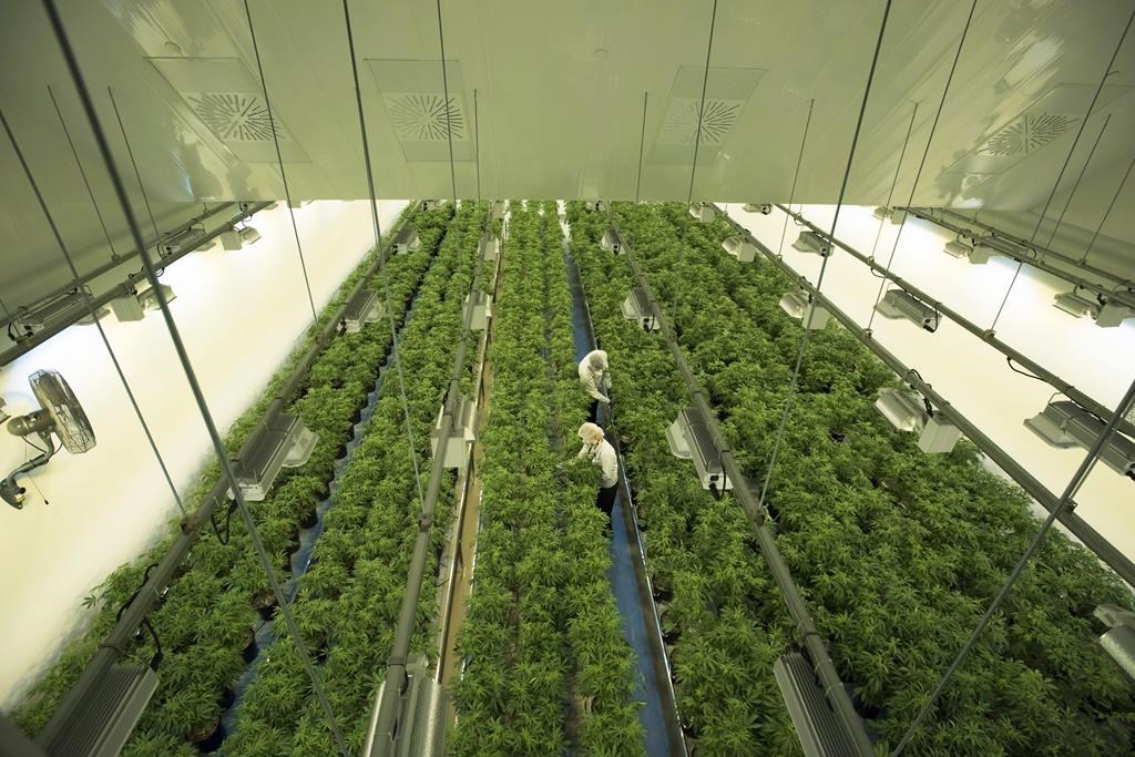 Staff work in a marijuana grow room that can be viewed by at the new visitors centre at Canopy Growths Tweed facility in Smiths Falls, Ontario on Thursday, Aug. 23, 2018.