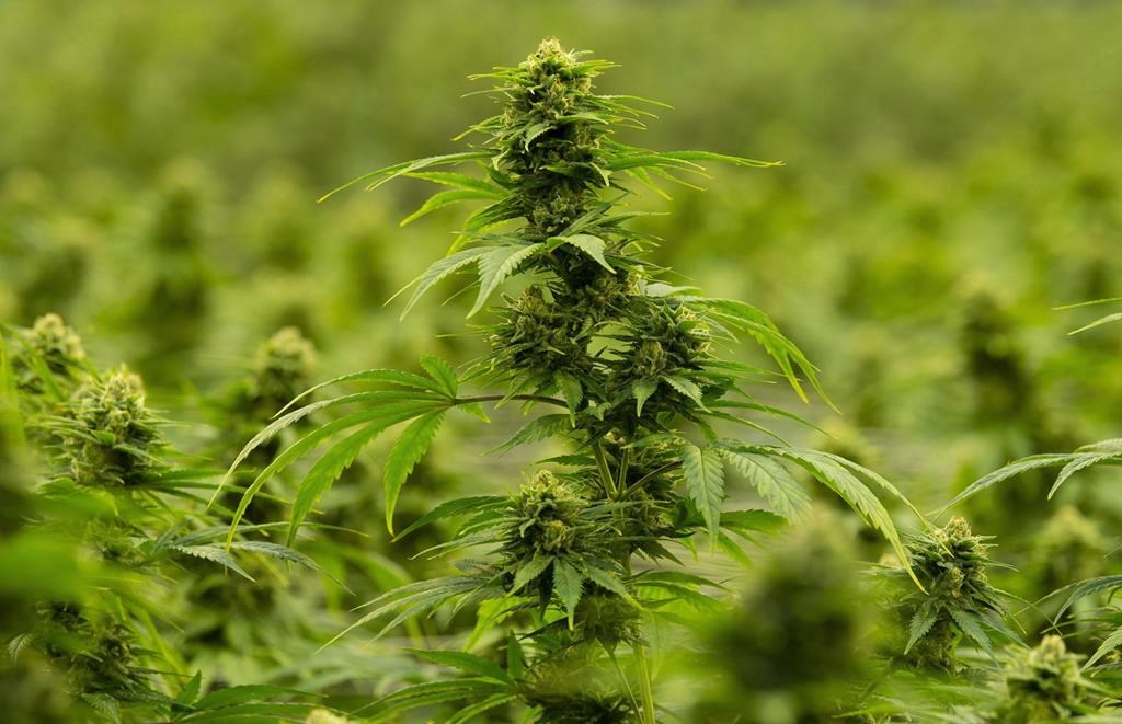 The Town of Altona will hold a plebiscite over whether or not to allow cannabis sales in May.