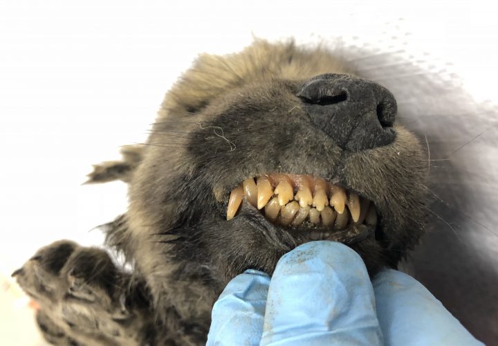 A scientist shows off the teeth on a canine recovered from the permafrost in Siberia.