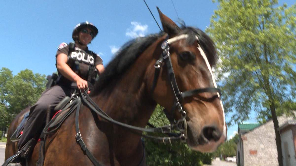 Kingston’s police horse ‘Murney’ could be a casualty of the 2020 budget.