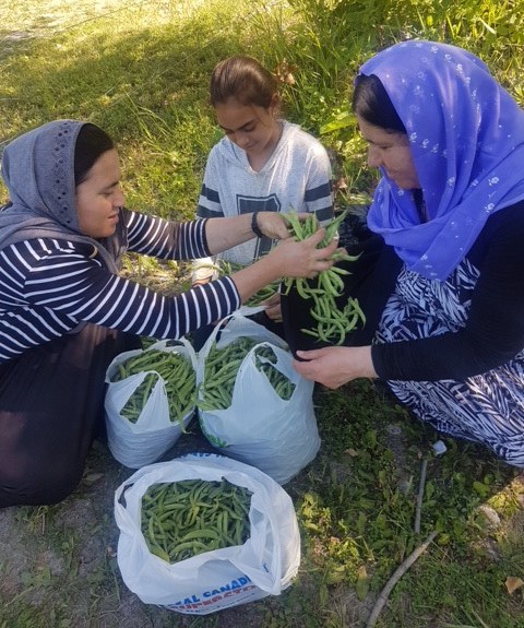 Yazidi refugees sort vegetables in a handout photo. THE CANADIAN PRESS/HO-Michel Aziza
