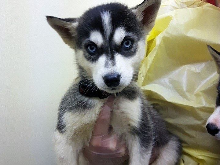 One of the 17 husky puppies that was surrendered to RCMP and animal control officers.