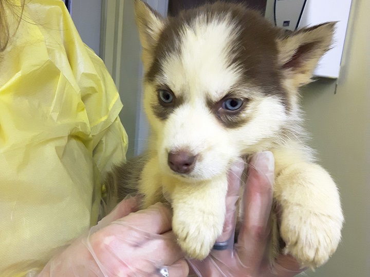 The B.C. SPCA is asking for donations to help with the dogs’ care.