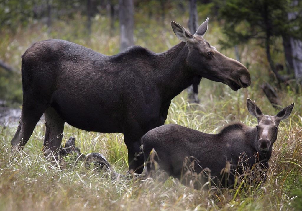 Moose graze in Franconia, N.H. in an Aug.21, 2010.