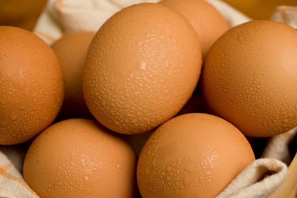The governments of Canada and Manitoba announced $1.5 million in funding for egg research at the University of Manitoba Friday.