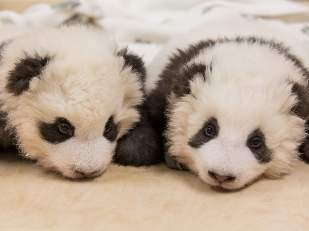 The two cubs were born on Aug. 31 to mother Meng Meng.