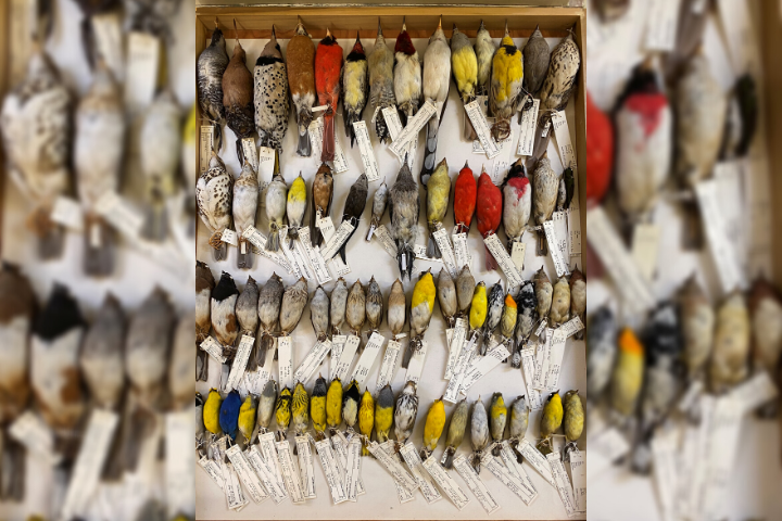 Collection of the birds at the Field Museum in Chicago