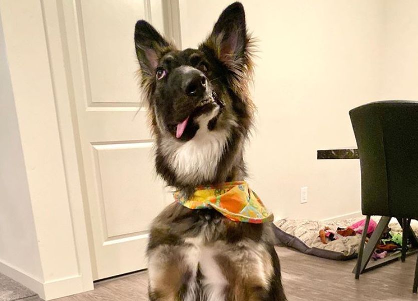 Brodie, the rescue pup, seen here in a photo taken by his adoptive mom, Amanda Richter.