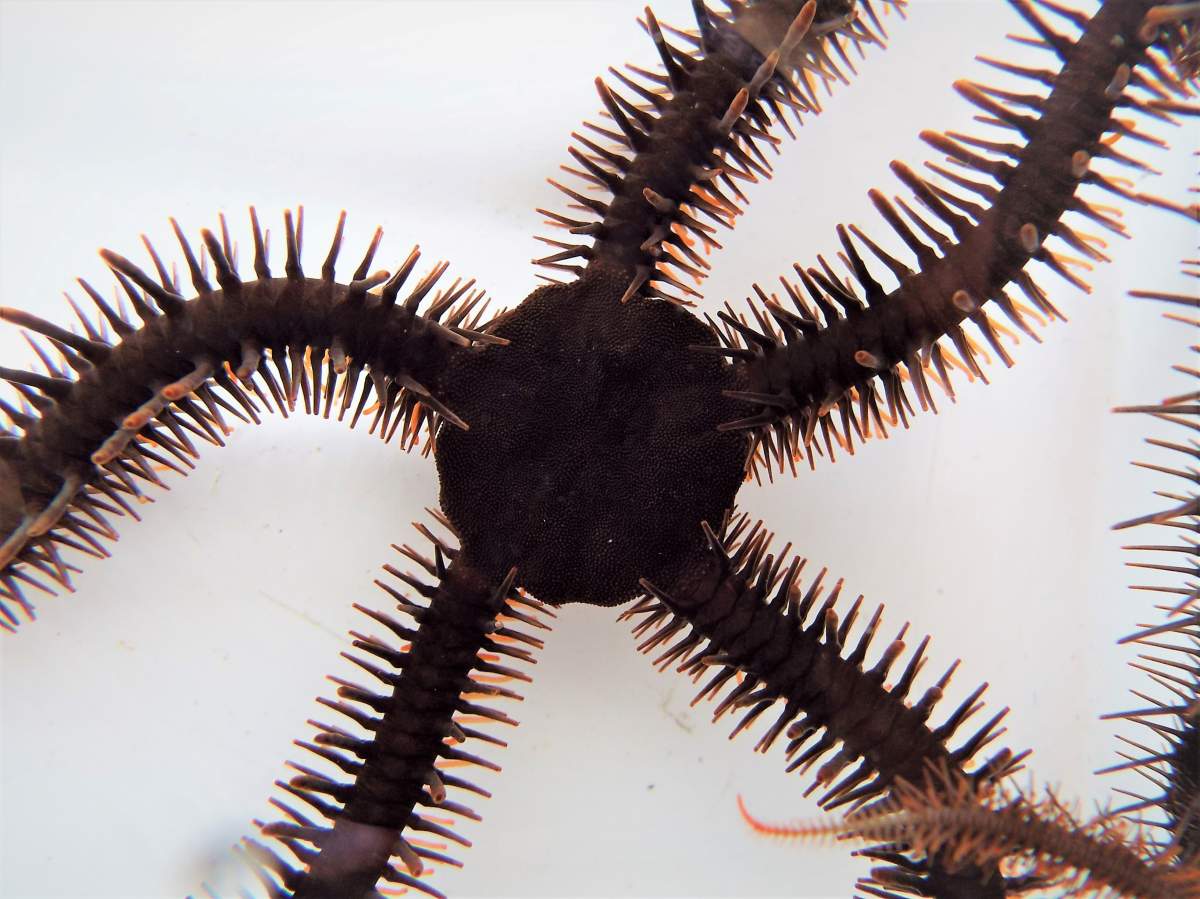 A red brittle star, Ophiocoma wendtii, is seen in this image released on January 2, 2020.