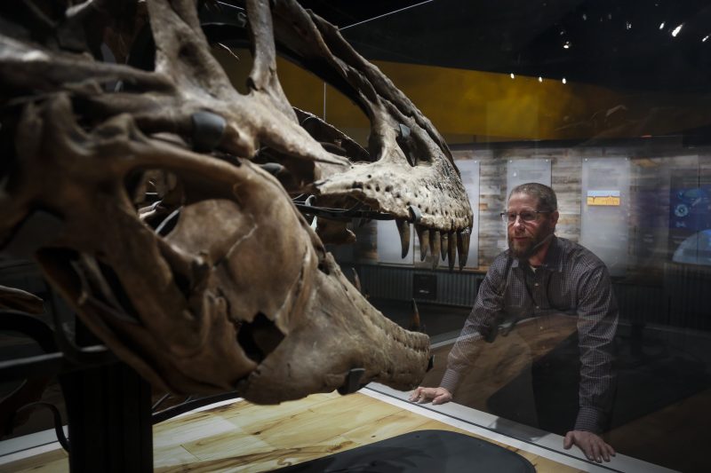Craig Scott, Director of Preservation and Research at the Royal Tyrrell Museum of Palaeontology, looks at an exhibit of a Daspletosaurus Torosus skull at the museum in Drumheller, Alta., Thursday, Jan. 16, 2020.