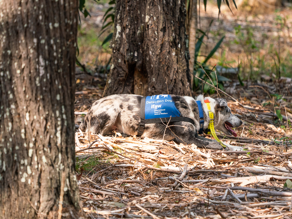 When Bear, 6, detects a koala, he sits at the base of the tree and waits for a human rescuer.