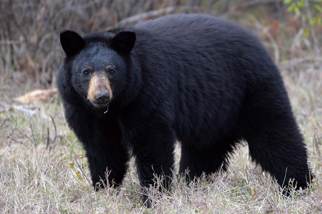 A black bear.