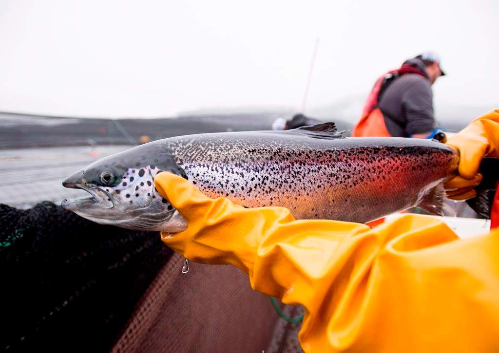 An Atlantic salmon is seen during a Department of Fisheries and Oceans fish health audit at the Okisollo fish farm near Campbell River, B.C. Wednesday, Oct. 31, 2018.
