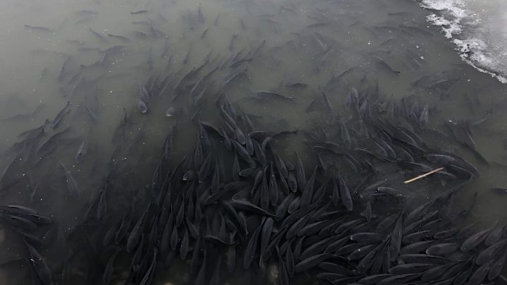 Hundreds of carp create a pileup as they surface for oxygen.