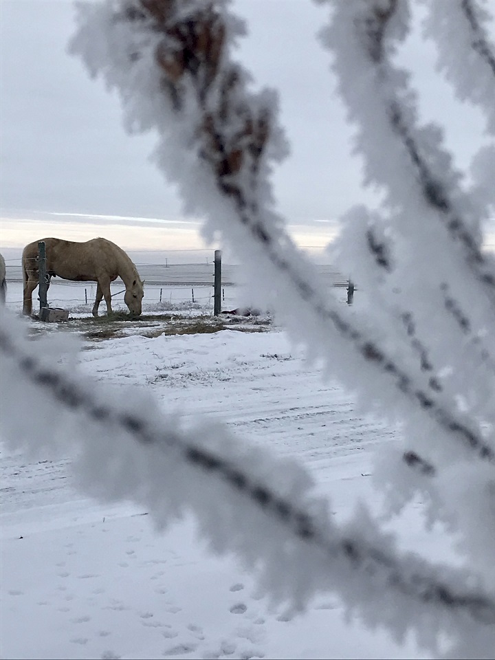 The January 4 Your Saskatchewan photo of the day was taken by Tanya Phillips in Kindersley.