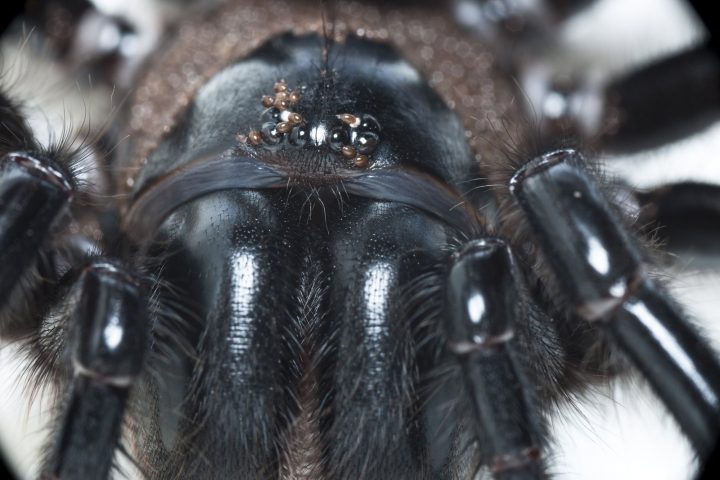 A funnel-web spider is shown in this handout photo.