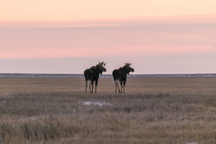 The January 5 Your Saskatchewan photo of the day was taken by Teesha Sylvester near Pense.