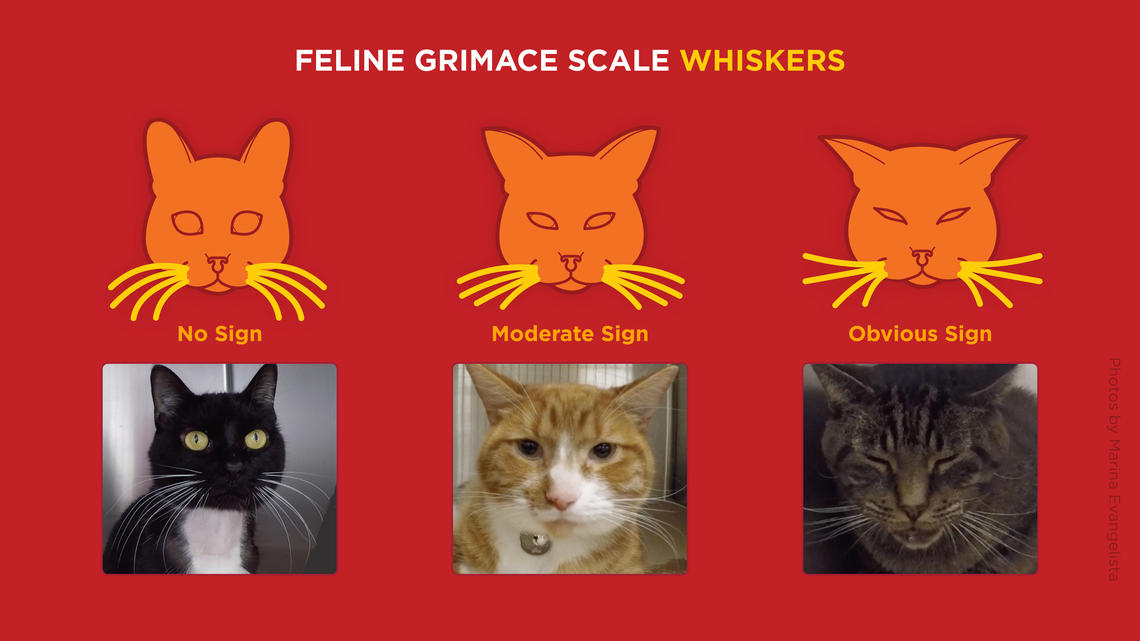 Cats’ faces can reveal hidden pain: University of Calgary study - image